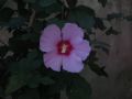 Hibiscus syriacus